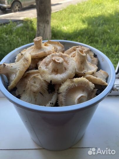 Грибы грузди свежие