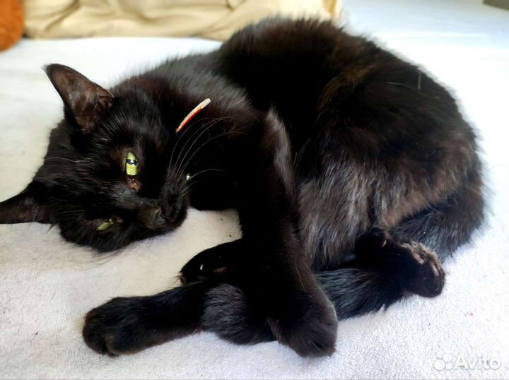 Кошка в добрые руки