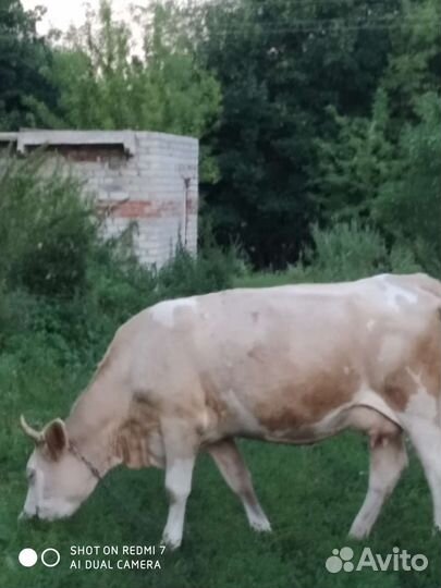 Коровы, тéлки