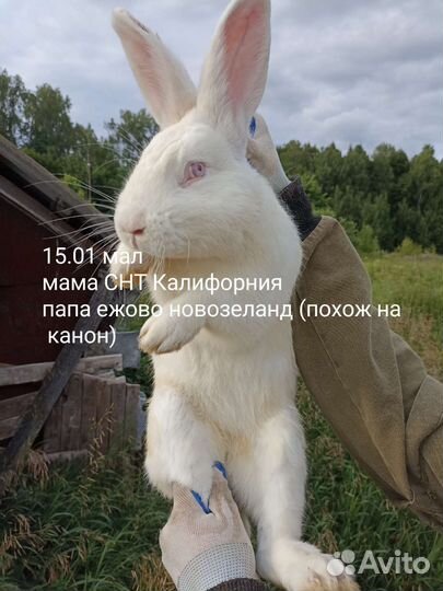 Кролики мясных пород