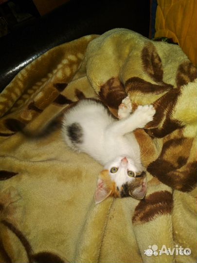 Трёхцветное счастье (г. Тула)