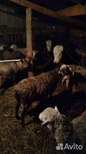 Овцы бараны