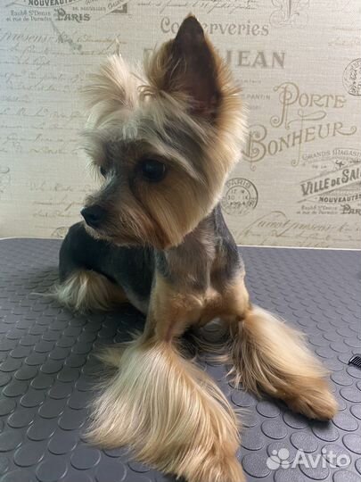 Стрижка собак. Грумер. Груминг