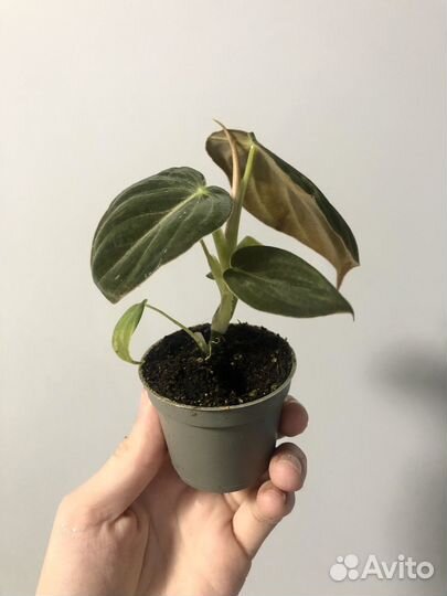 Филодендрон Меланохризум