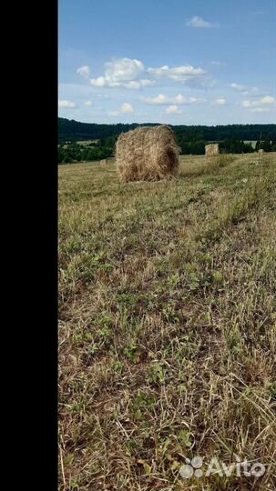 Сено в рулонах 2023