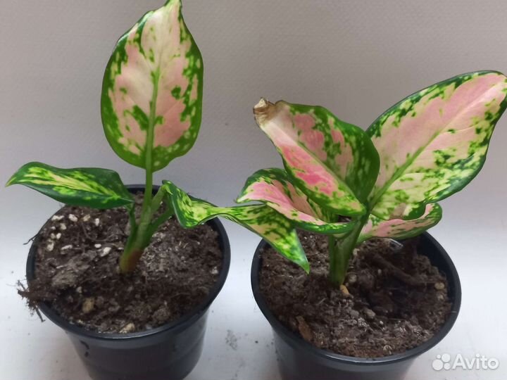 Аглаонема пинк стар