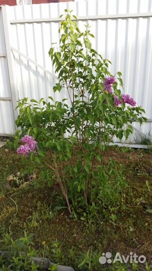 Сирень пышная фиолетовая