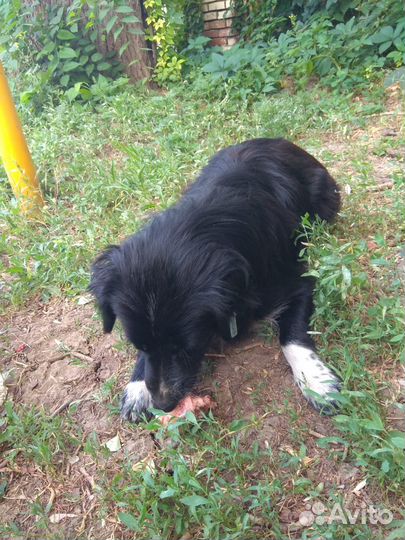 Собака помесь спаниель