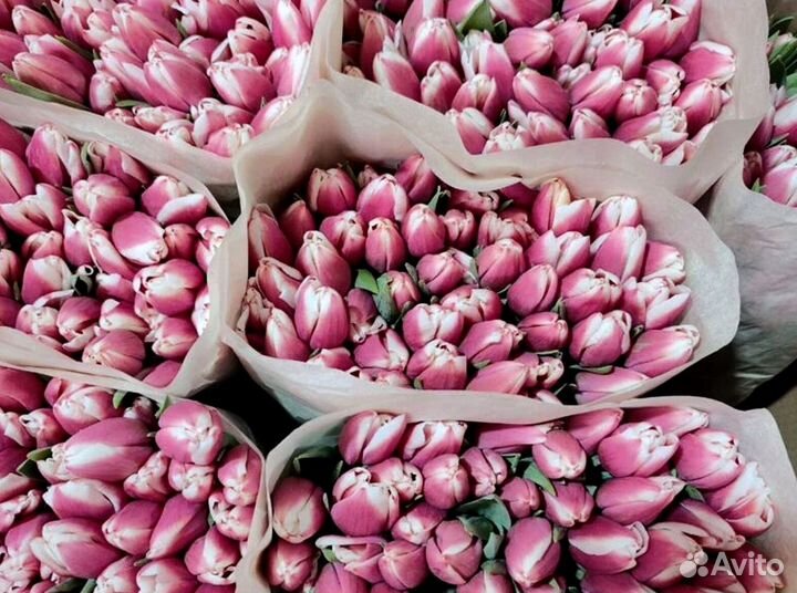 Тюльпаны мелкий, крупный опт от 500 шт