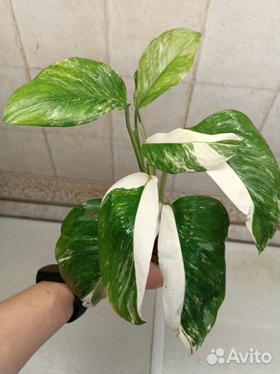Монстера лехлериана Half Moon