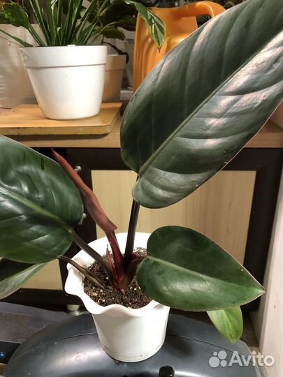 Филоденрон конго ред