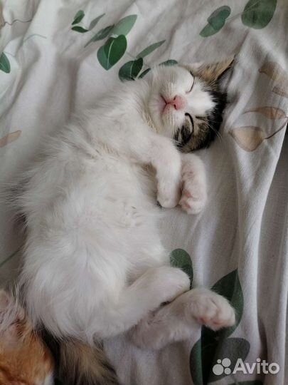 Котёнок