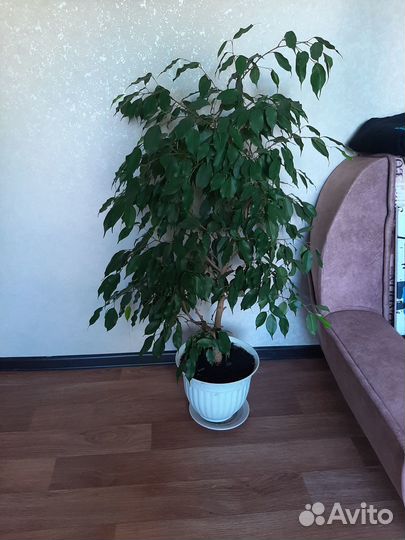 Фикус бенджамина