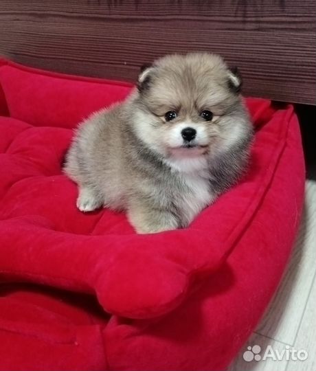 Прекрасный малыш