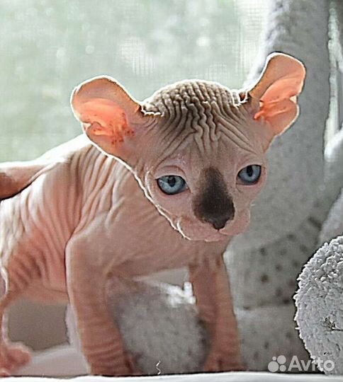 Которебенок мальчишка