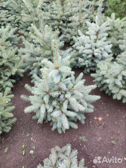 Ель голубая