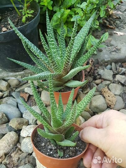 Гастерии и хавортии