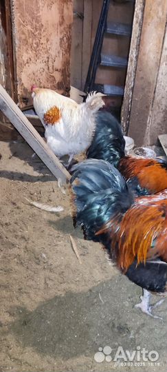 Молодые петухи