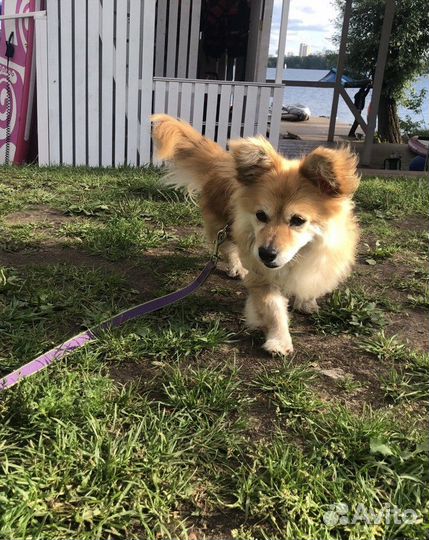 Собака в добрые руки