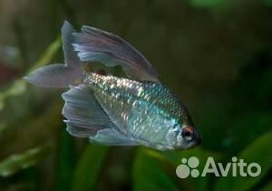 Харациновые рыбы