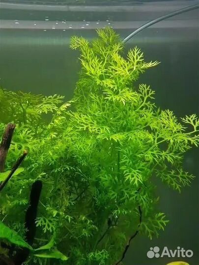Аквариумные растения наборами