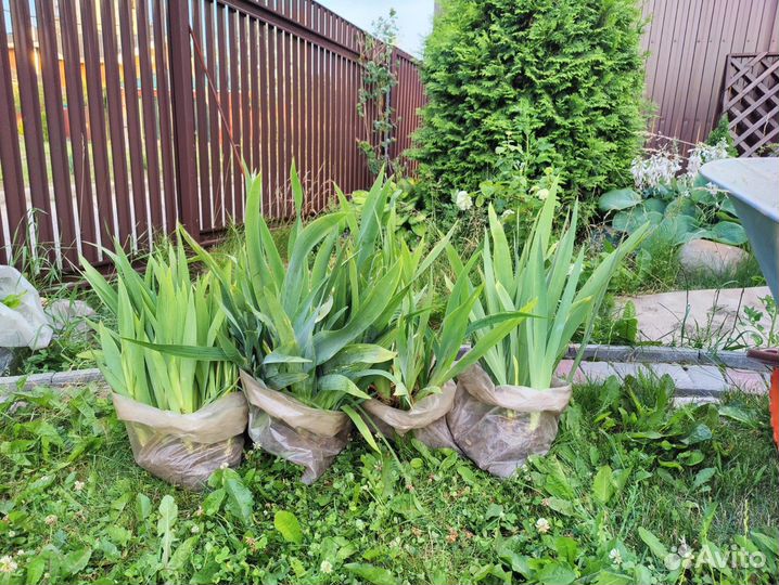 Ирисы бородатые сортовые