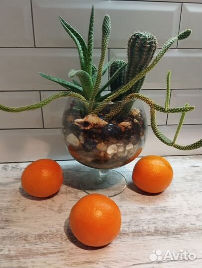 Флорариум из суккулентов