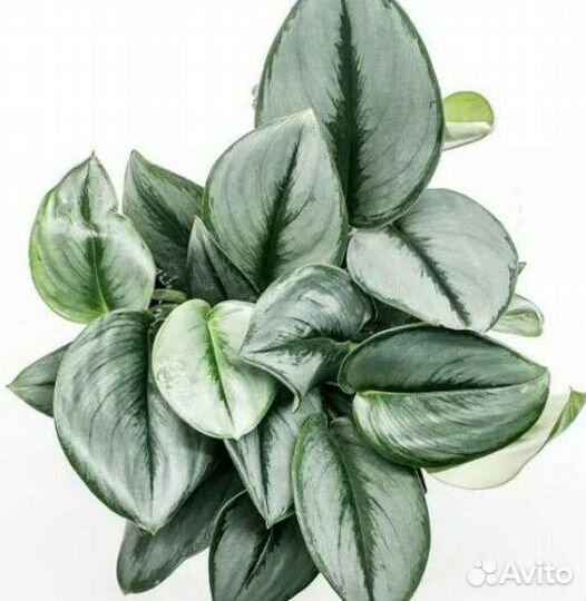 Сциндапсус Мунлайт