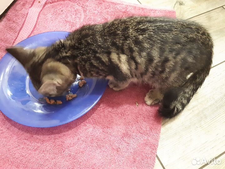 Отдам в хорошие руки котенка