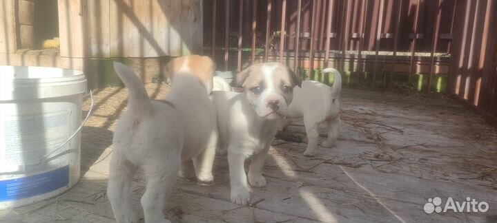 Щенки