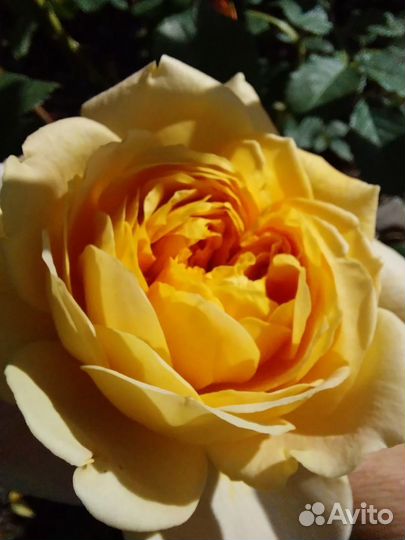 Розы корнесобственные частная коллекция Самовывоз