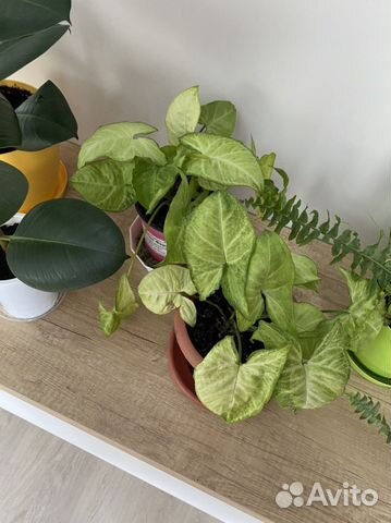 Фикус, хамедорея, сингониум, алоэ