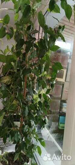 Фикус бенджамина, большой