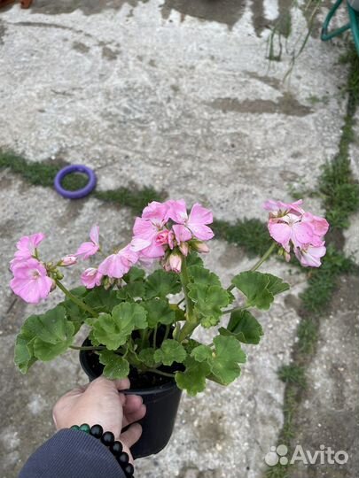Пеларгония в тех. кашпо