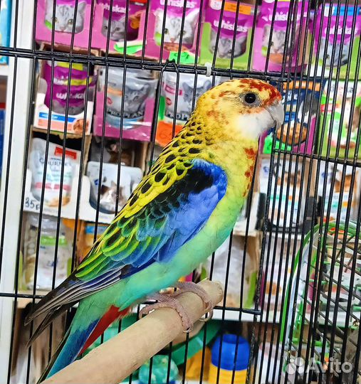 Попугай Розелла