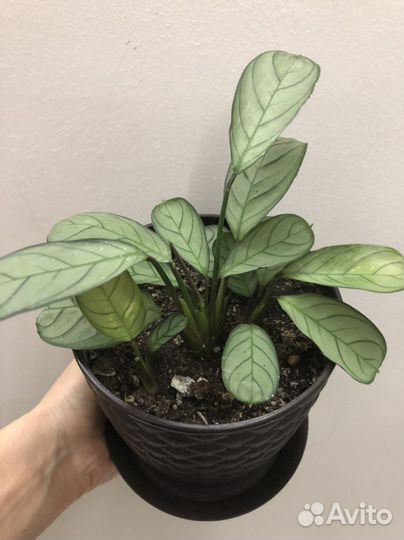 Ктенанта амагрис