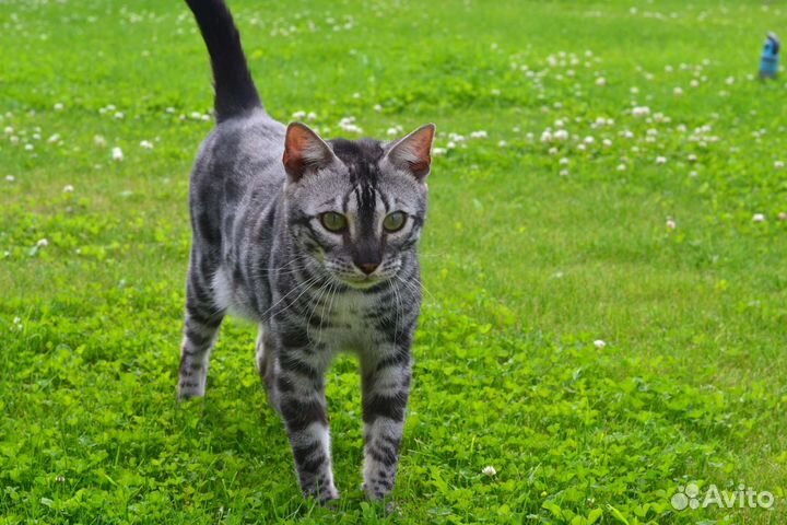 Бенгальские котята
