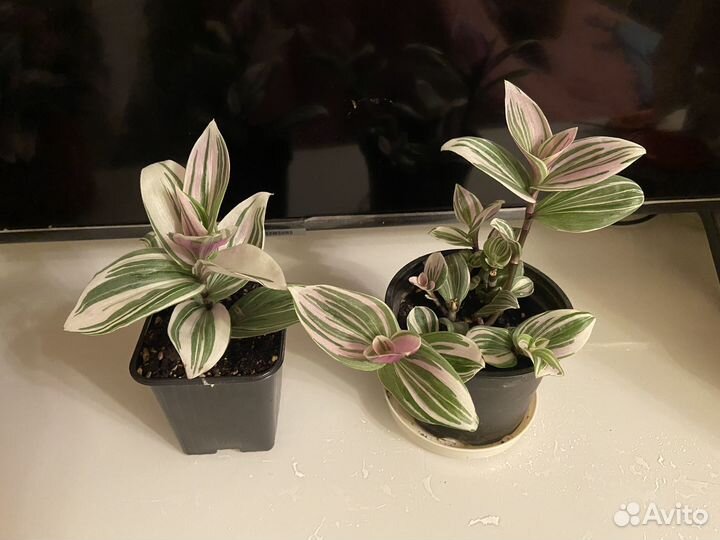 Традесканция пинк хил