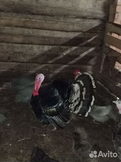 Индюки, куры несущие и петухи