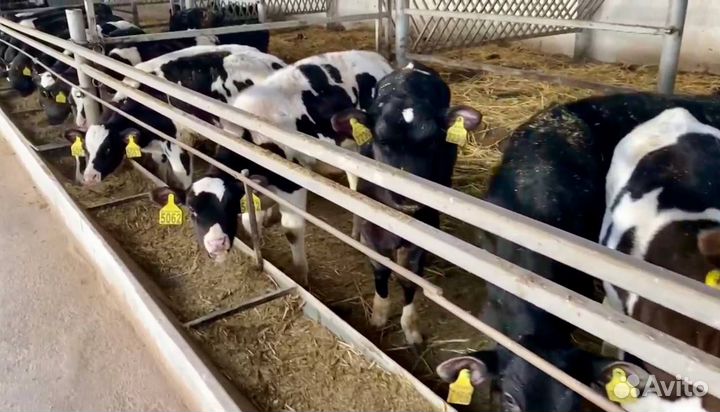 Телята бычки