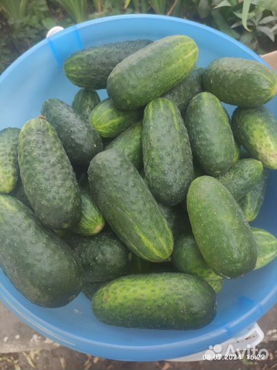 Огурцы домашние