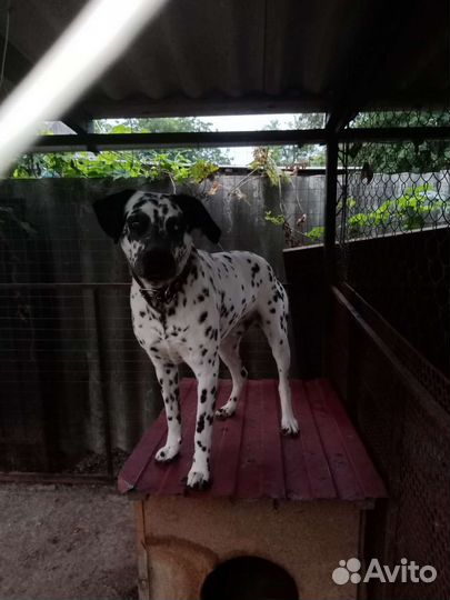 Далматинец