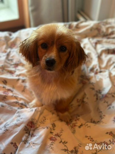 Шани ищет дом