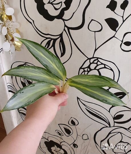 Аглаонемы тайские