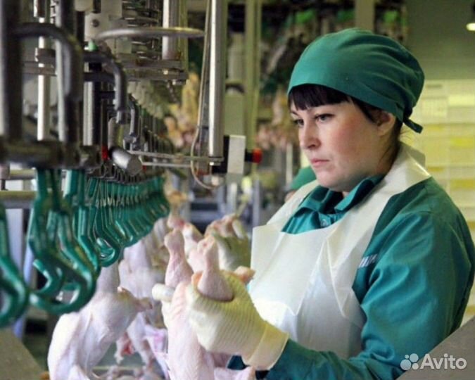 Работа на птицефабрике вахтовикам