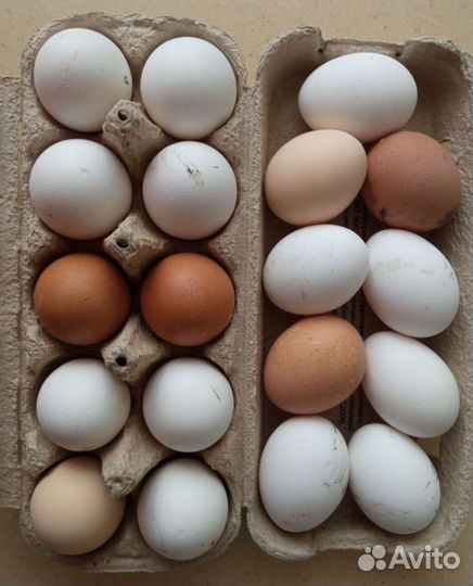 Домашние куриные яйца