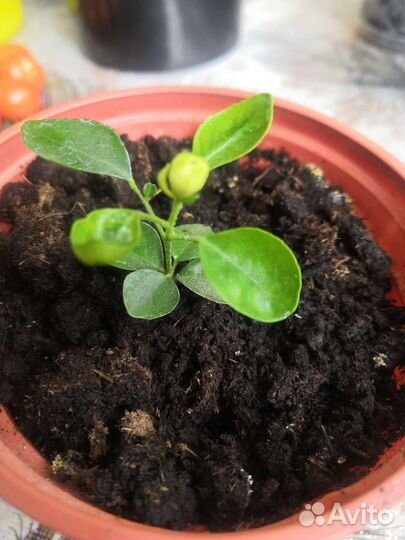 Мурайя японская.(апельсиновый жасмин)