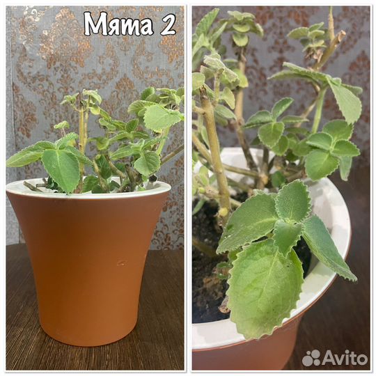 Домашние цветы