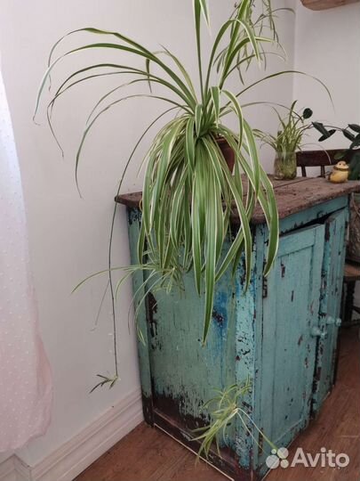 Хлорофитум Милли