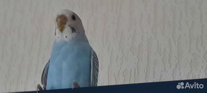 Волнистый попугай девочка